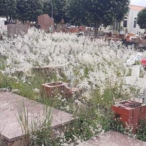 Cemitério Central Campo do Meio Ressurreição